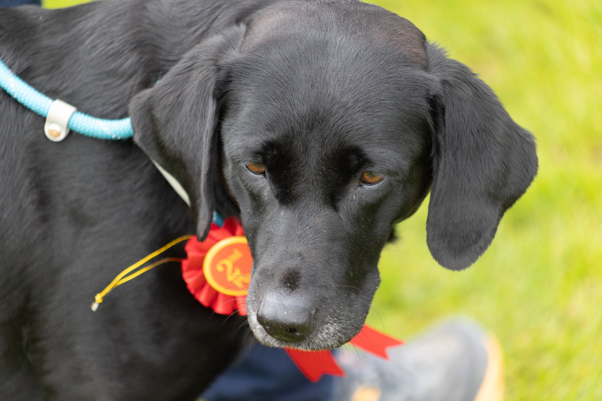 Dog show - best in show